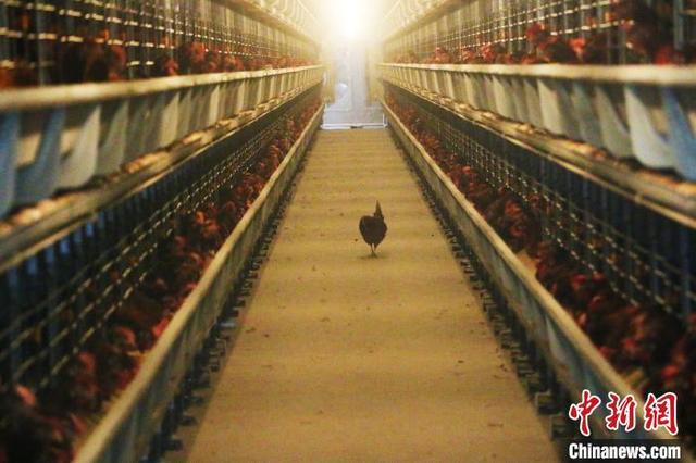 资料图：霍邱县一家养殖基地引进德国先进设备和管理经验，一个人能养5万只鸡。　张强 摄