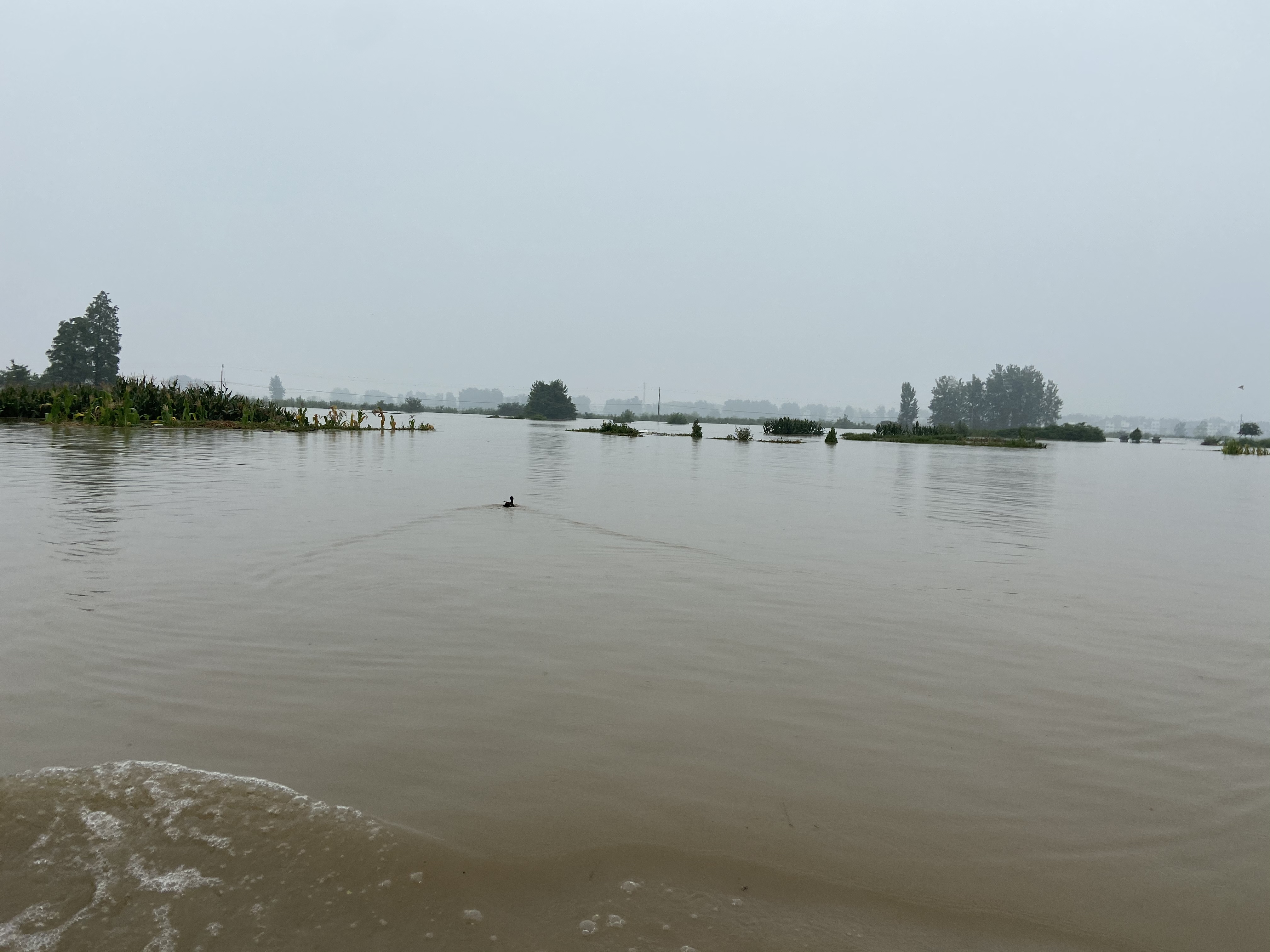 蓄洪区内，一只家养鸭子正在水中游。