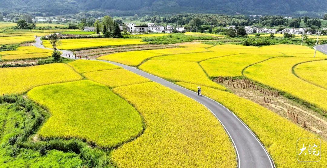 大皖新闻讯 9月的徽州乡野，秋风掀起千层浪，金穗美景处处来！.jpeg