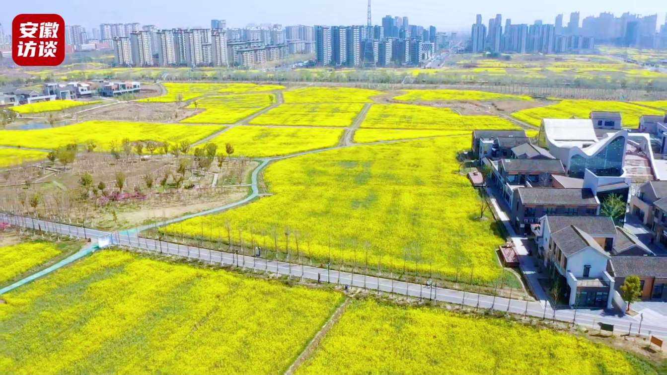 Compress_油菜花开  打卡合肥青年创意田园[00_00_34][20250326-184706].jpg