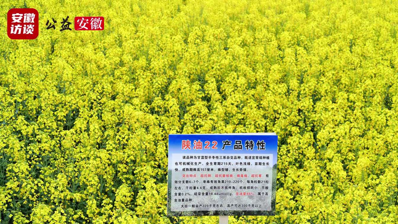 Compress_六安市罗集乡首届油菜花观赏节盛大开幕，陕[00_01_42][20250331-050609].jpg