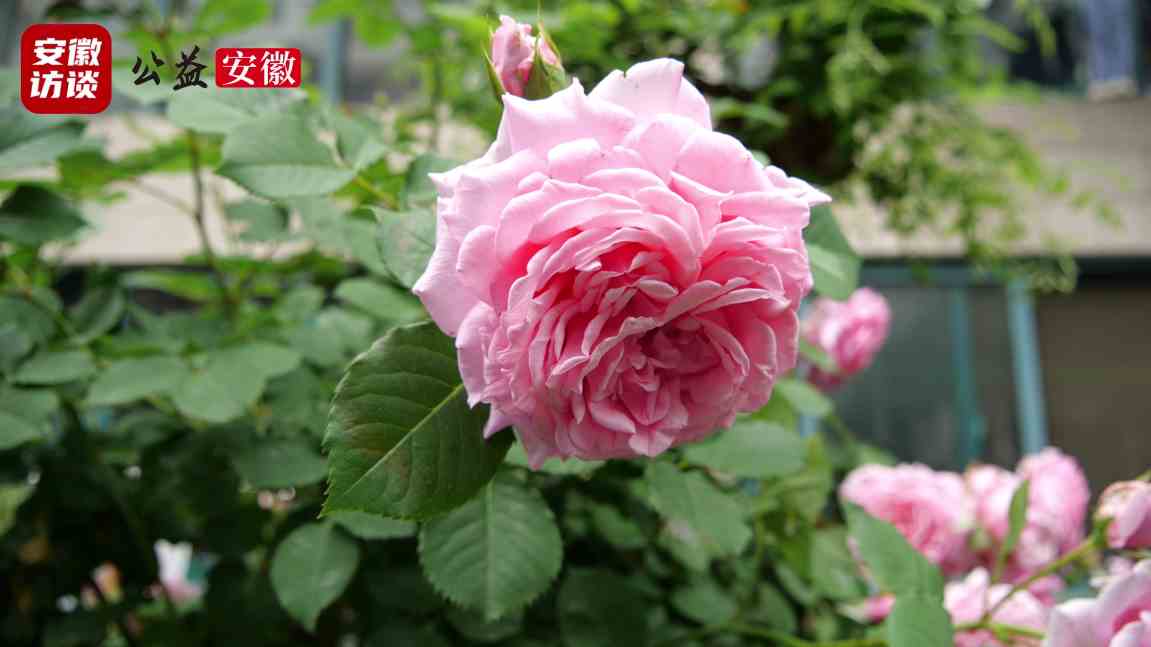 Compress_匠心筑梦 服务致远——合肥恒道物业管理有[00_01_35][20250426-020124].jpg
