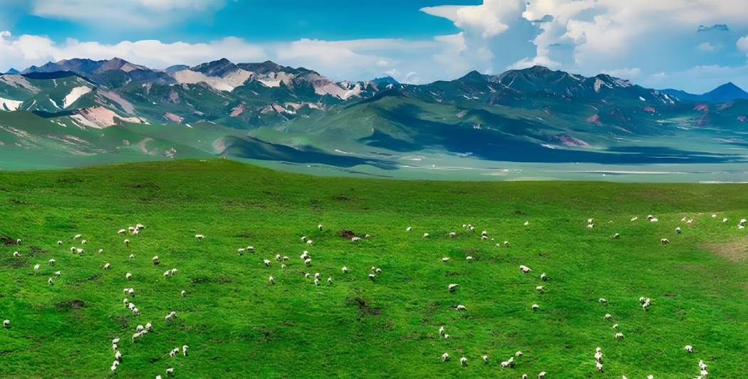 1750420825266769.jpg Compress_祁连山大草原.jpg