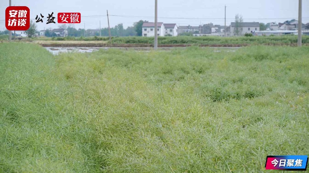 Compress_田间看“丰”景 专家送“良方”[00_00_43][20260430-000220].jpg